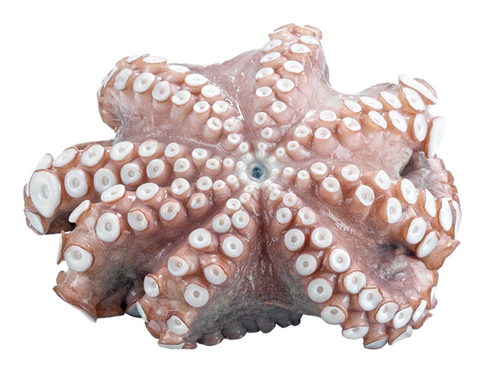 Whole raw octopus